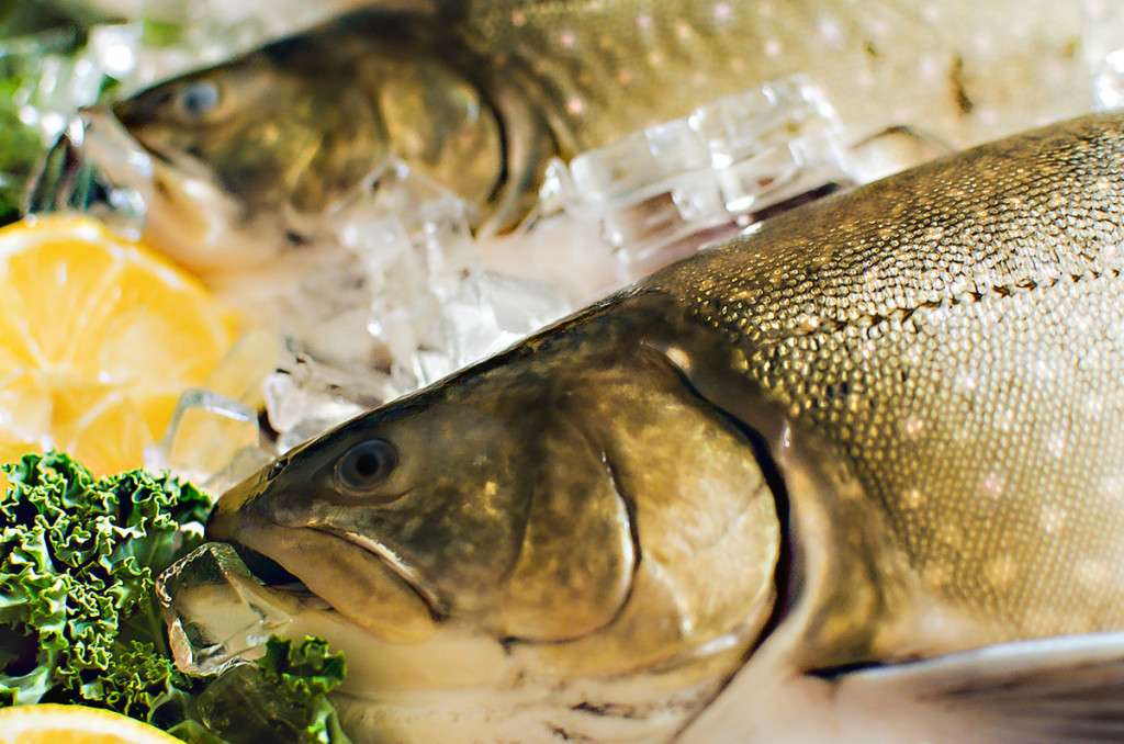 Fresh Arctic Char Closeup